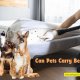 Can Pets Carry Bed Bugs?